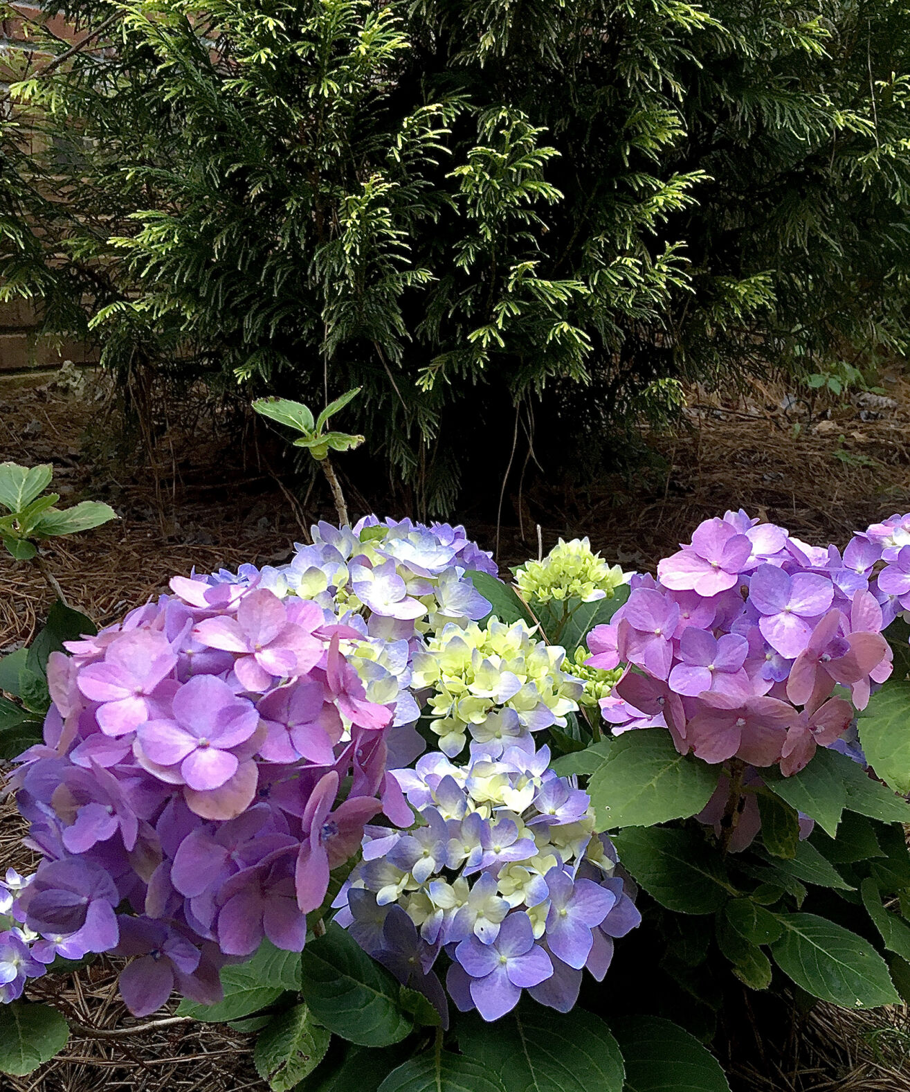 Let’ s Dance Arriba hydrangea is a compact mounded selection with the potential of reaching 3 feet tall and wide.