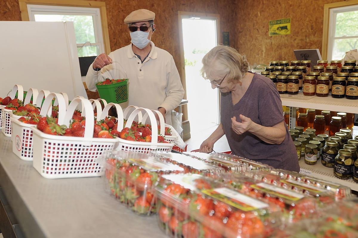 Strawberries are ripe