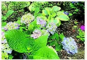 Hydrangea lovers head to the dance