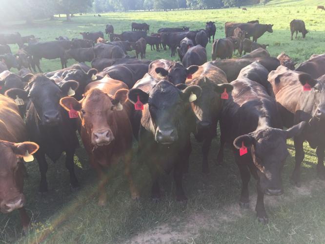 Cattle
