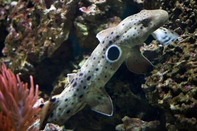 Epaulette shark