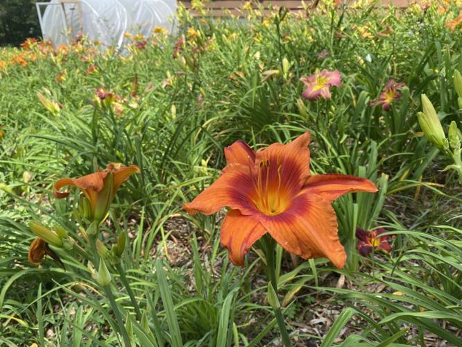 Orange daylily.