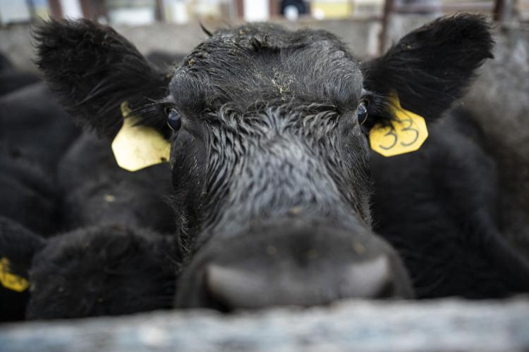 Yellowstone Livestock 5