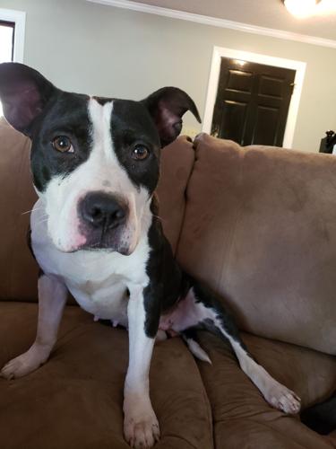 Pet of the Week Sadie