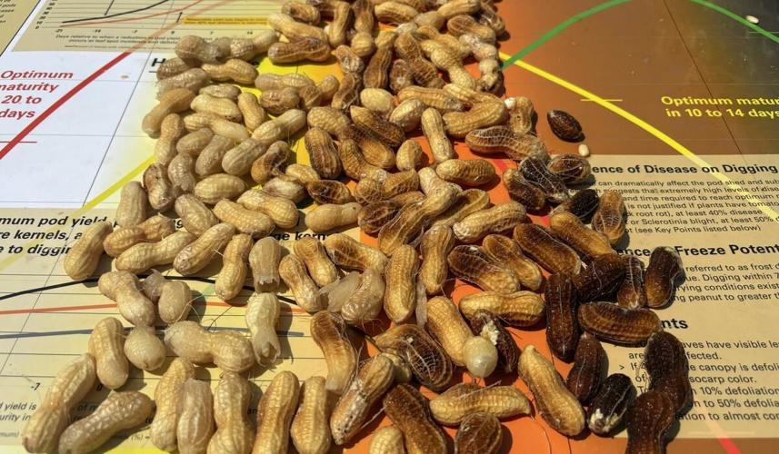 Earlier Maturity or Greater Pod Retention? Peanut Notes No. 238 2026