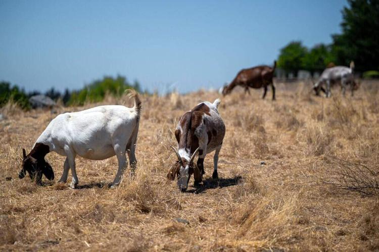 BIZ-WRK-CALIF-HERDERS-FILEPIC-3-SA
