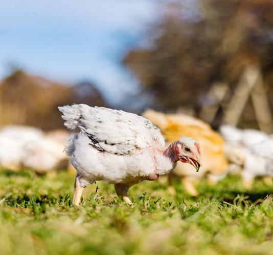 Cooks Venture chicken