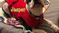 Pet of the Week Jasper