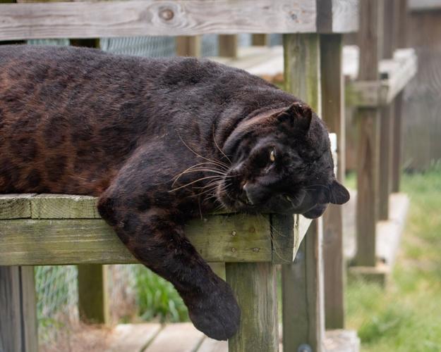 Black leopard arrives at zoo in Caswell County, NC