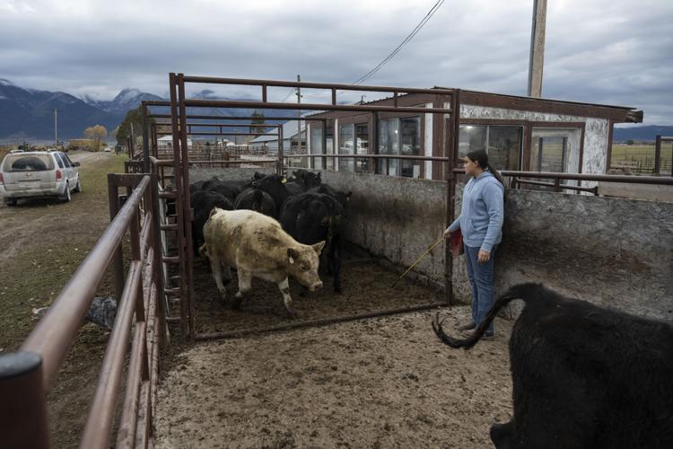 Yellowstone Livestock 6