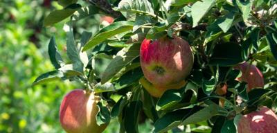 Apple picking