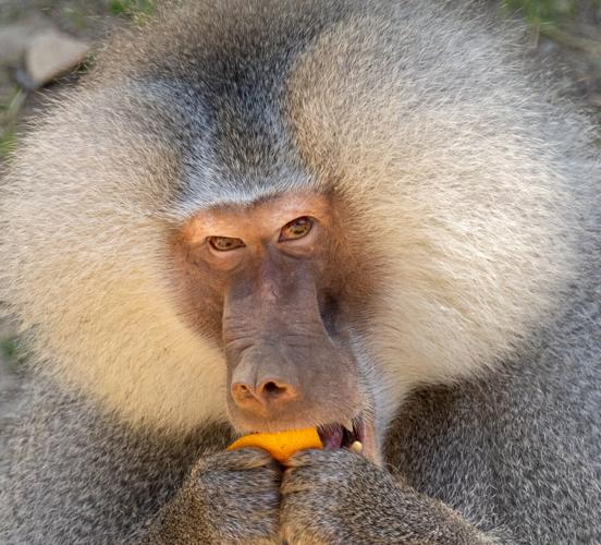 Hannah-Tulloch-Credit-Baboon-Male.jpeg