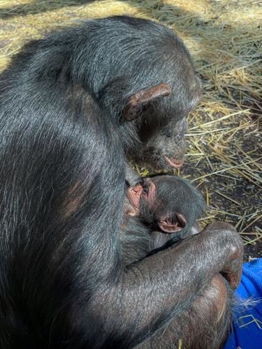 Gigi_Chimp_Newborn_2023-1.jpg