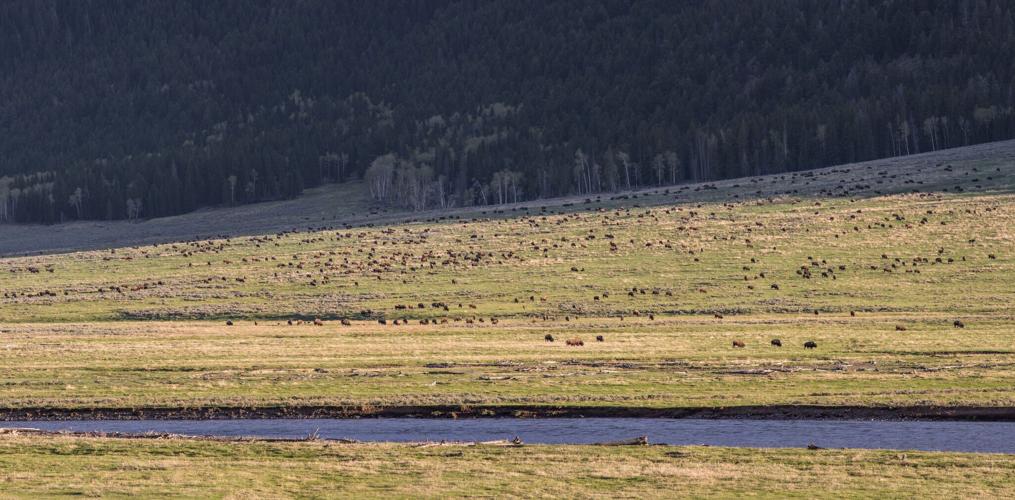 A herd of bison in Yellowstone National Park.