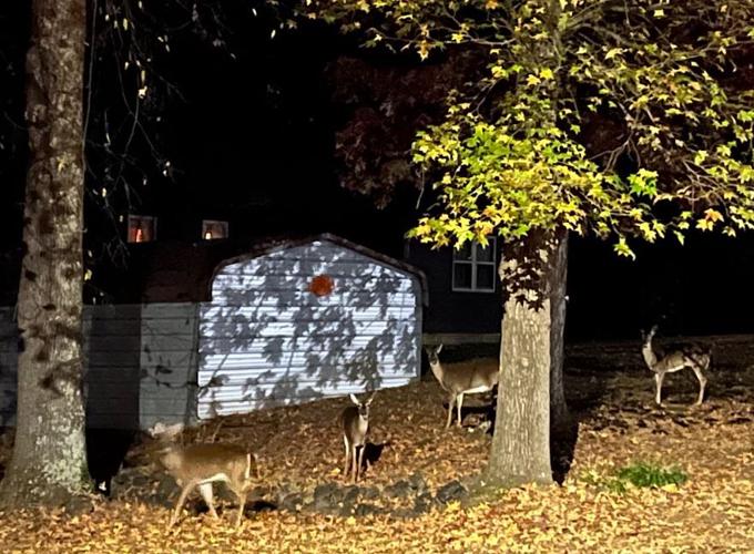 Deer