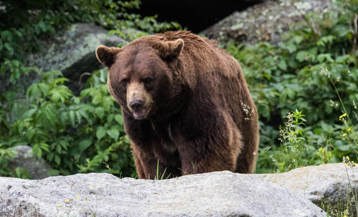 Black bears
