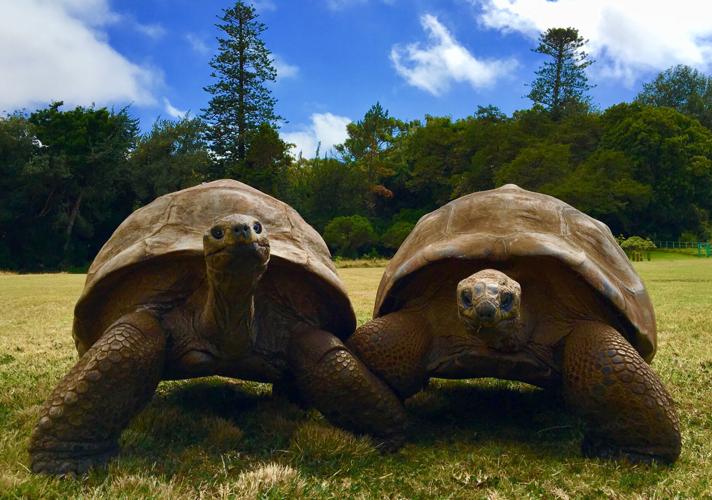 SCIENCE-TORTOISE/