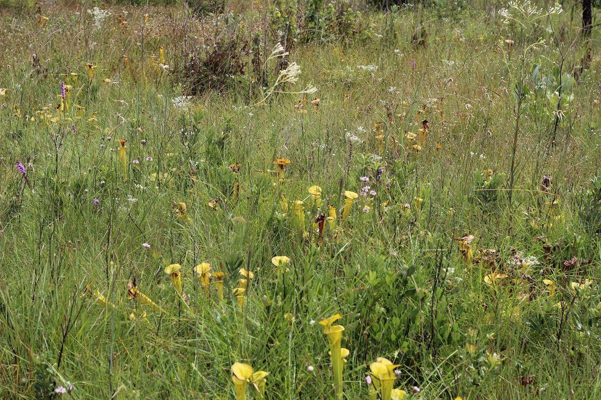 Holly Shelter Game Land Teeming With Special Plants Latest Headlines Independenttribune Com