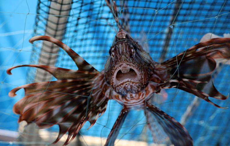 A lionfish is caught in a trap in the coastal city of Limassol