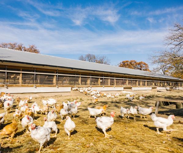 Cooks Venture chickens 2