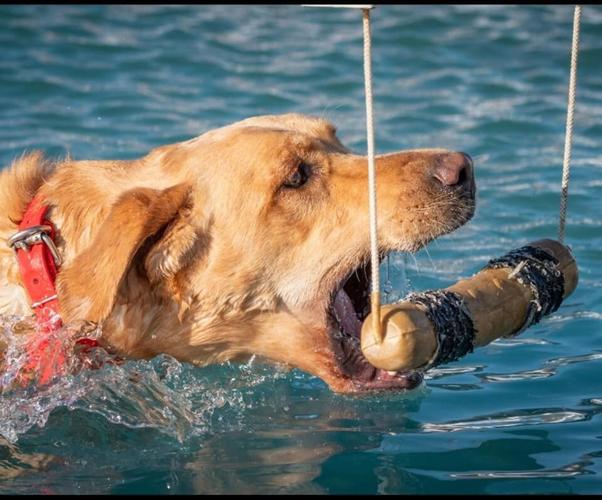 Rambo swimming during competition