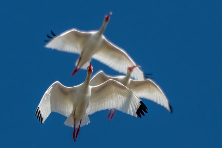howard photo of florida birds