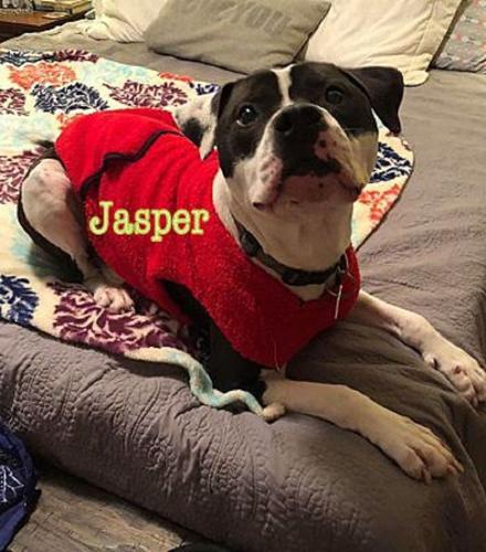 Pet of the Week Jasper