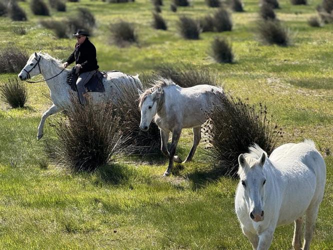 The Camargue region of France is famous for its white horses. Passengers can make a stop here to see the cowboys in action.