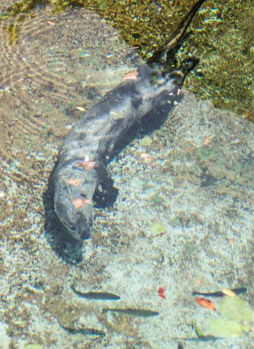 River otters