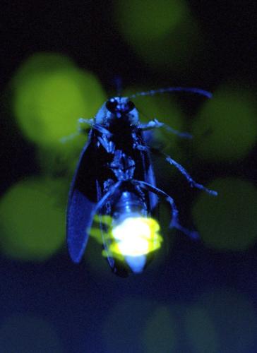Lightning bug