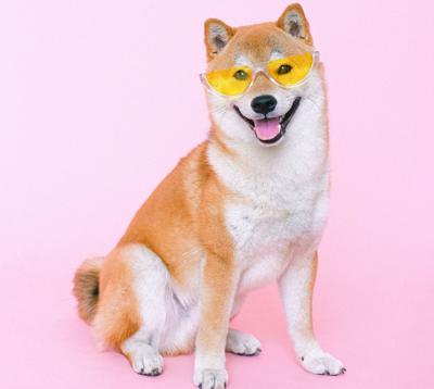 Dog wearing sunglasses