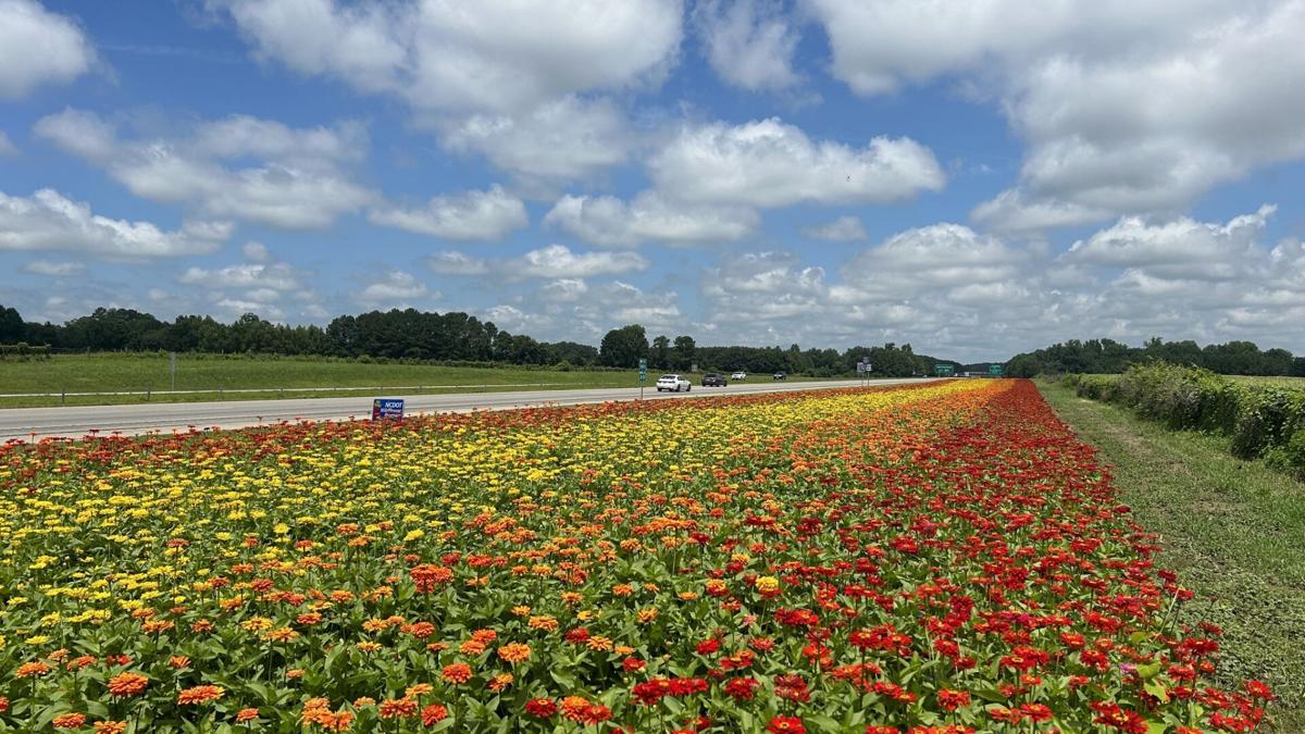 NCDOT wildflowers