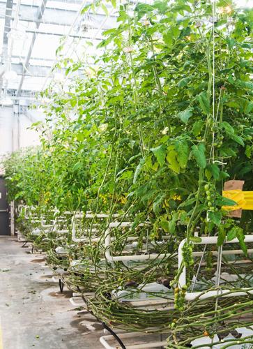 Vertical Harvest tomatoes