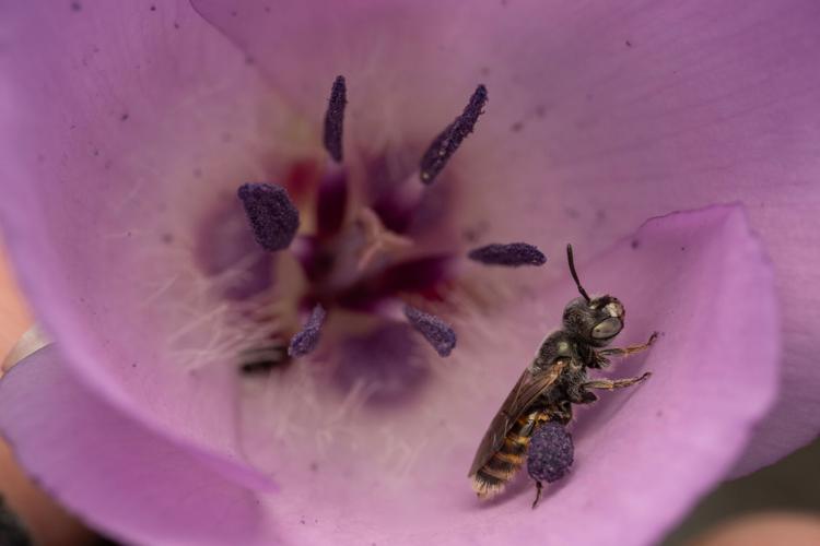 Photographing Bees Perdita californica