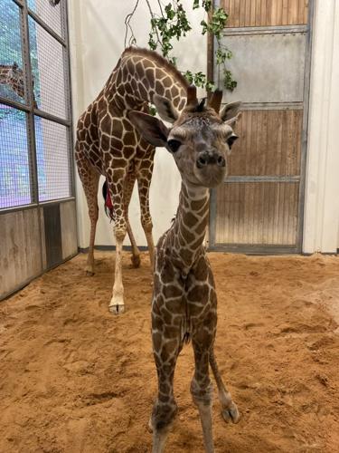 Hello_Giraffe_Calf.jpeg