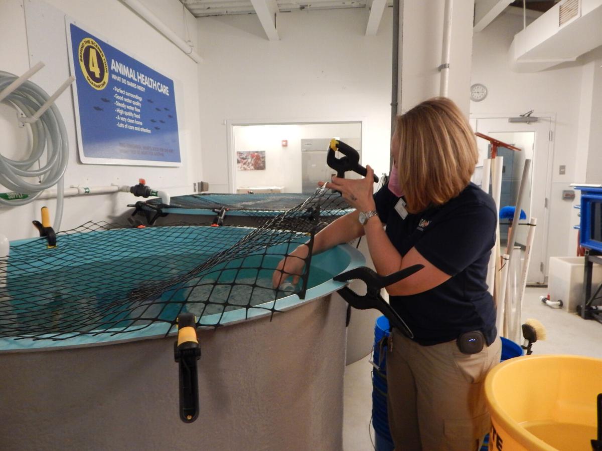 She went from show diver to aquarium curator