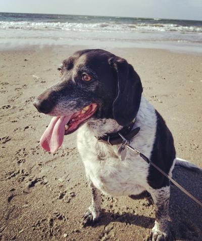 Pet of the Week Dave