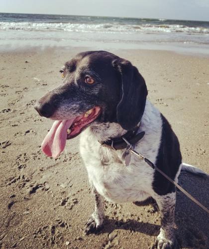 Pet of the Week Dave