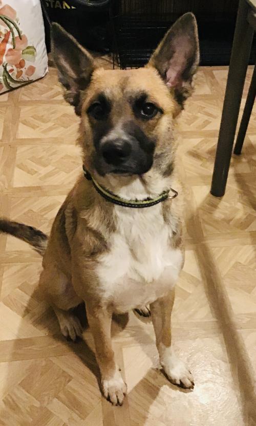 Pet of the Week Sage