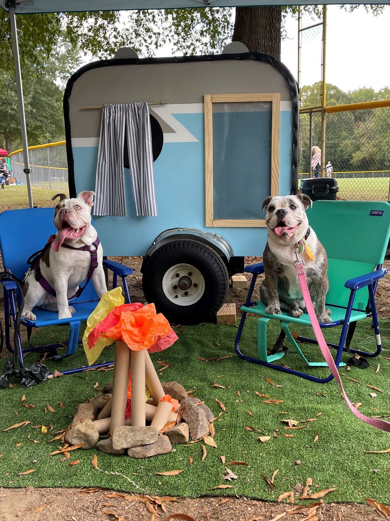 Dogs’ Day Out Festival