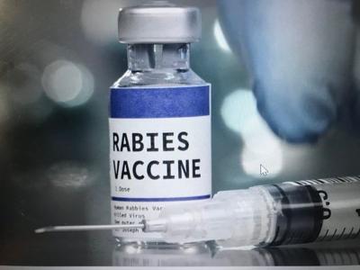Photo of one does of rabies vaccine.