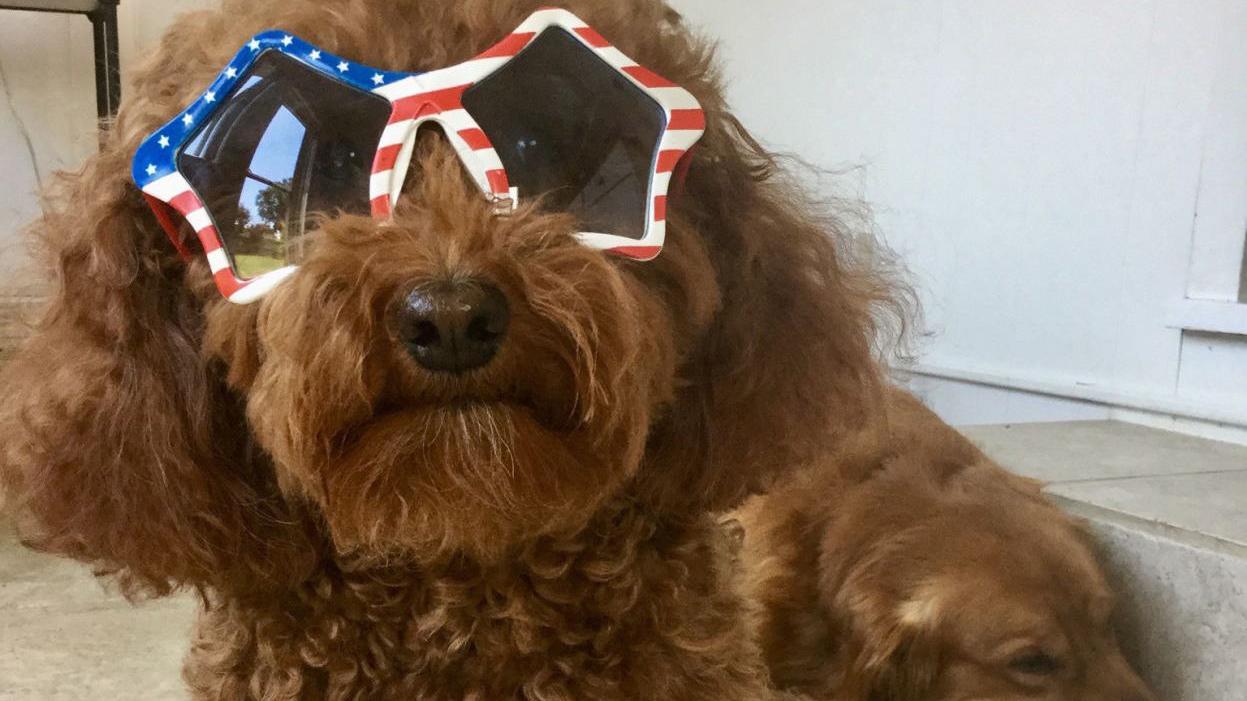 Ask SAM: Fourth of July pet safety tips and activities - Vimarsana News