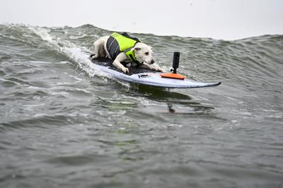 Surf Dog Cancer Death