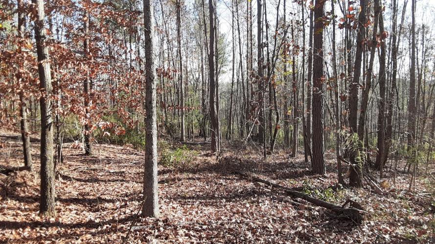 Jacob fork photo 3.jpg