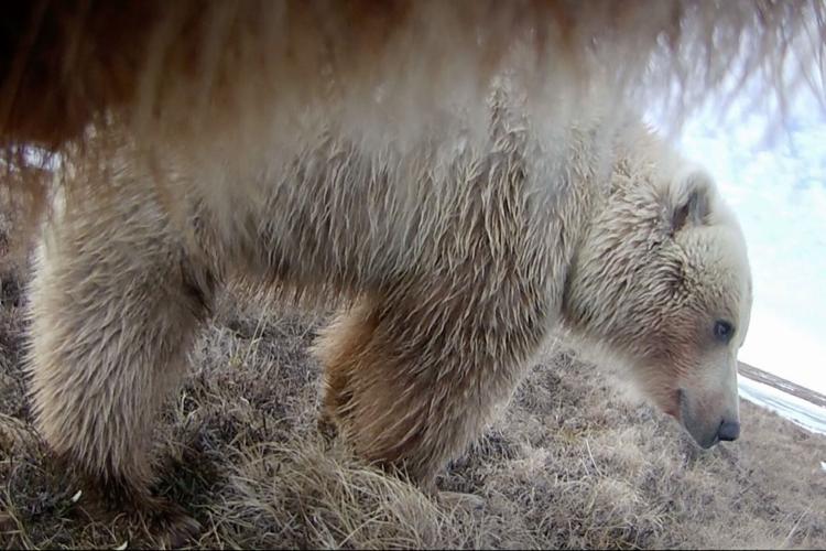 Alaska Bears Collar Cams