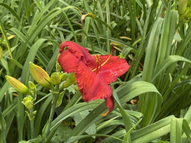 Red daylily.
