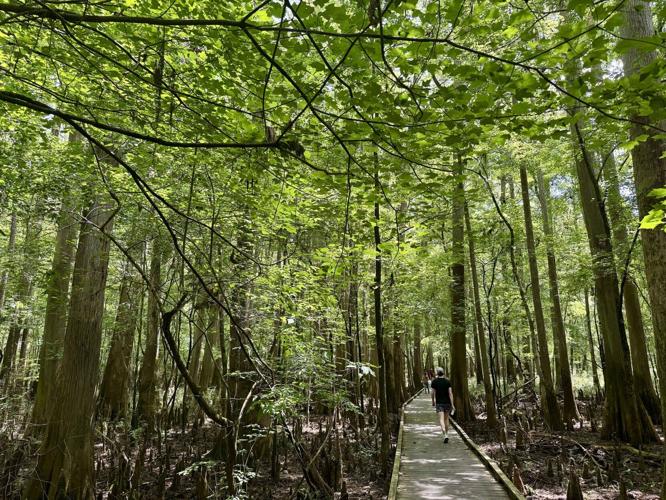 The Boardwalk trail in Congaree National Park.