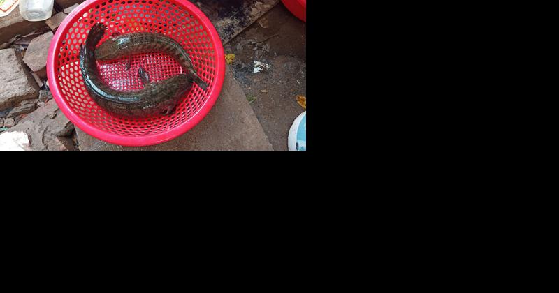Scott Hollifield: Revisiting snakeheads for the holiday season - Vimarsana News
