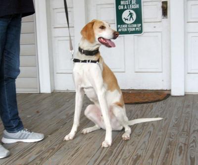 Pet of the Week Smitty