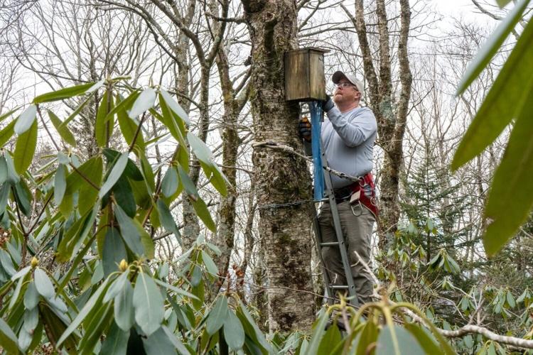 Flying squirrel nest box